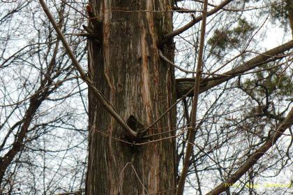 Metasequoia glyptostroboides